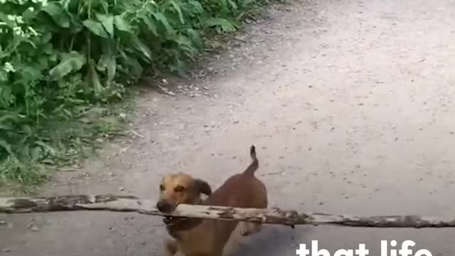 We Don't Deserve Dogs 1