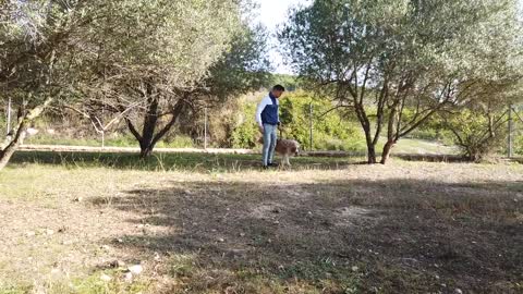 Como hacer para que tú perro no tire de la correa