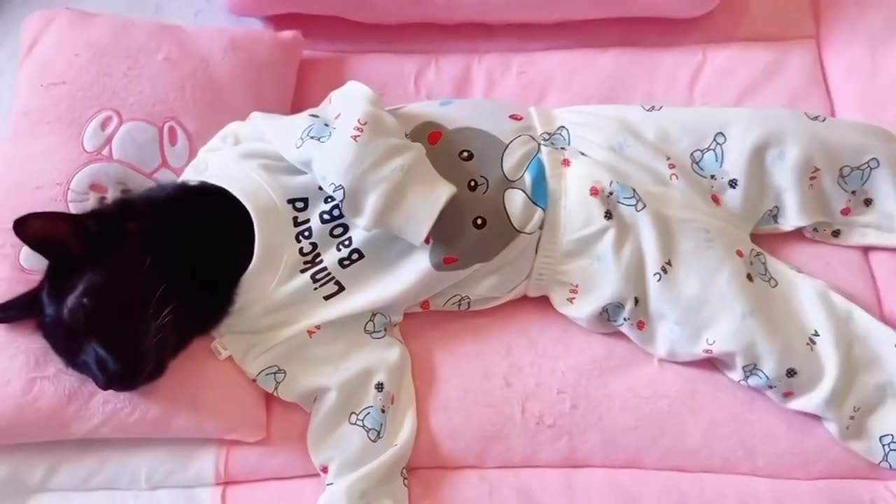 Cat Wearing Baby Clothes Funny Video