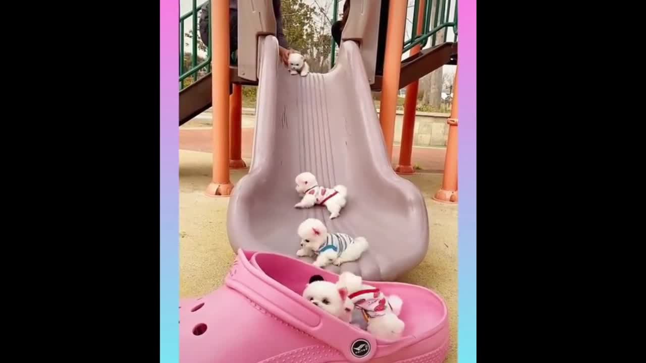 puppies on slide