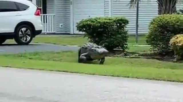 A crocodile walking in the yard