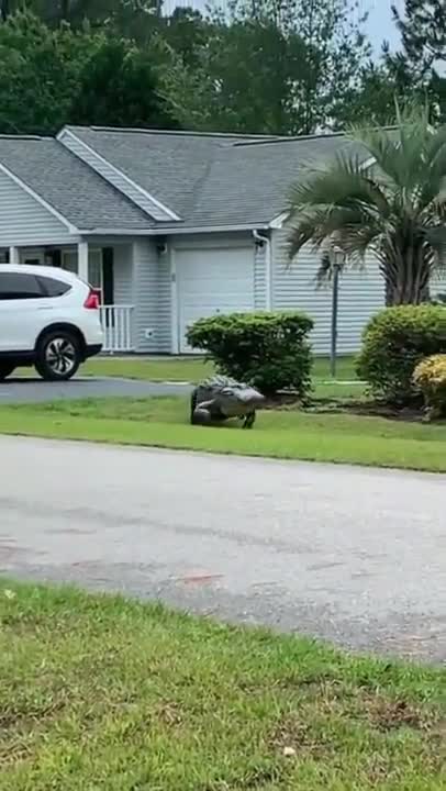A crocodile walking in the yard