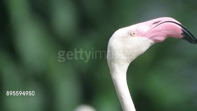 Funny Flamingo