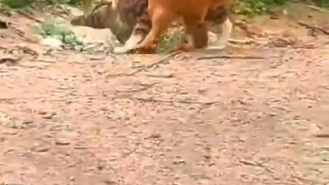 A cat can't fight a chicken right now