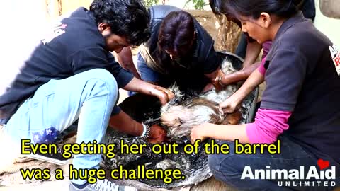 Dog turned rock-solid in tar drum rescued.