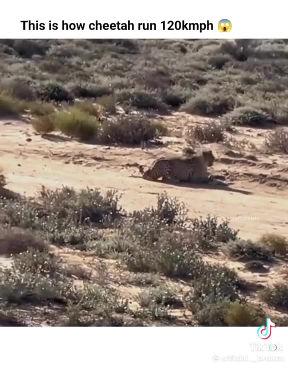 This is how cheetah runs 120 kmph