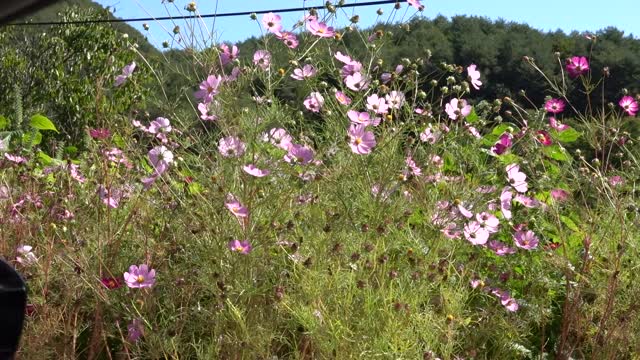 a variety of beautiful cosmos blooming in the fall