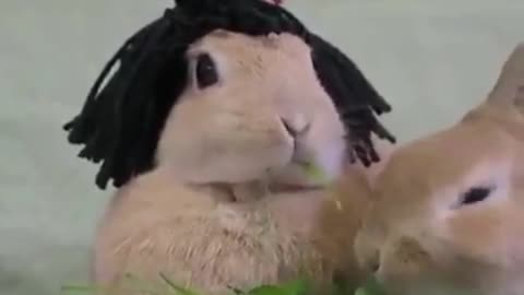 Rabbit in wig eats grass with relish