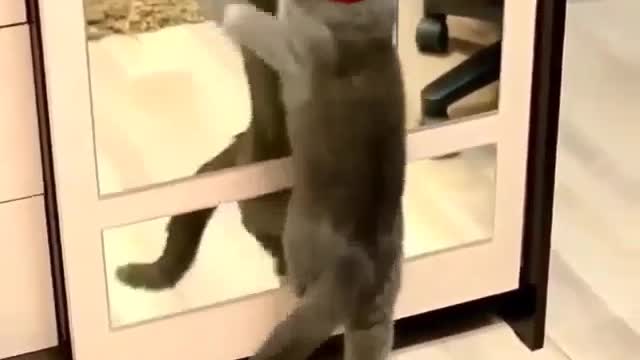 Funny and Cute Cat Videos #298