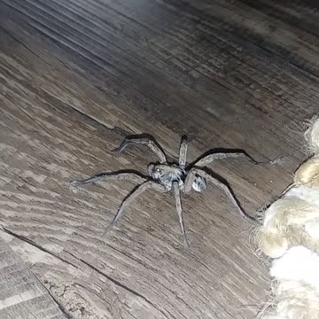 Huge spider in the house!!