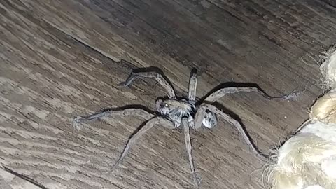 Huge spider in the house!!