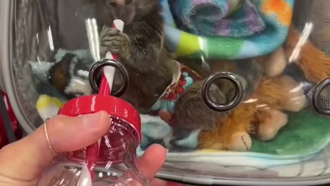 Baby Marmoset Shopping at Target