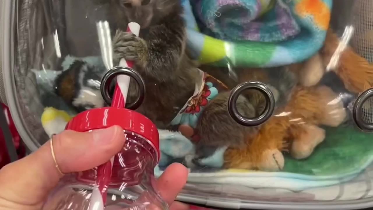 Baby Marmoset Shopping at Target