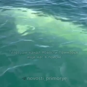 Beluga whale gave the lady a scare 🤣🤣