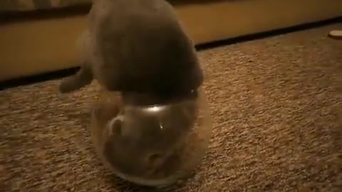 Are cats in a liquid