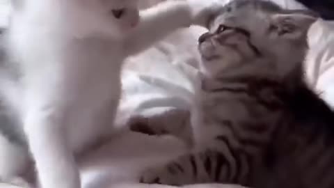#funny cat viral