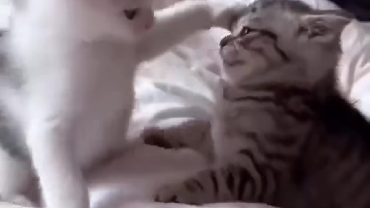 #funny cat viral