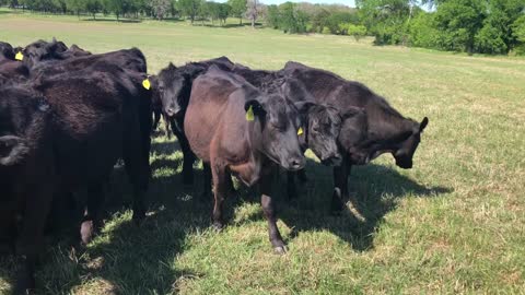16- First calve Angus heifers.