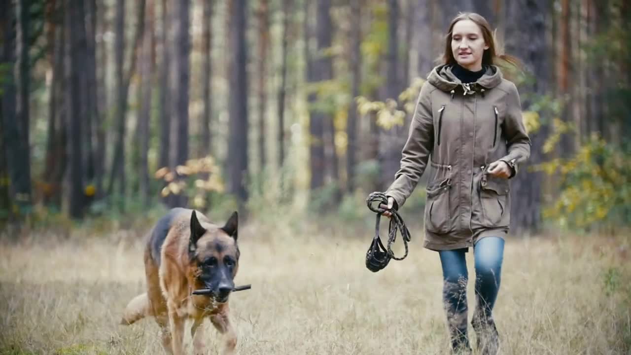 Young woman holding a leash running with a shepherd dog in autumn forest