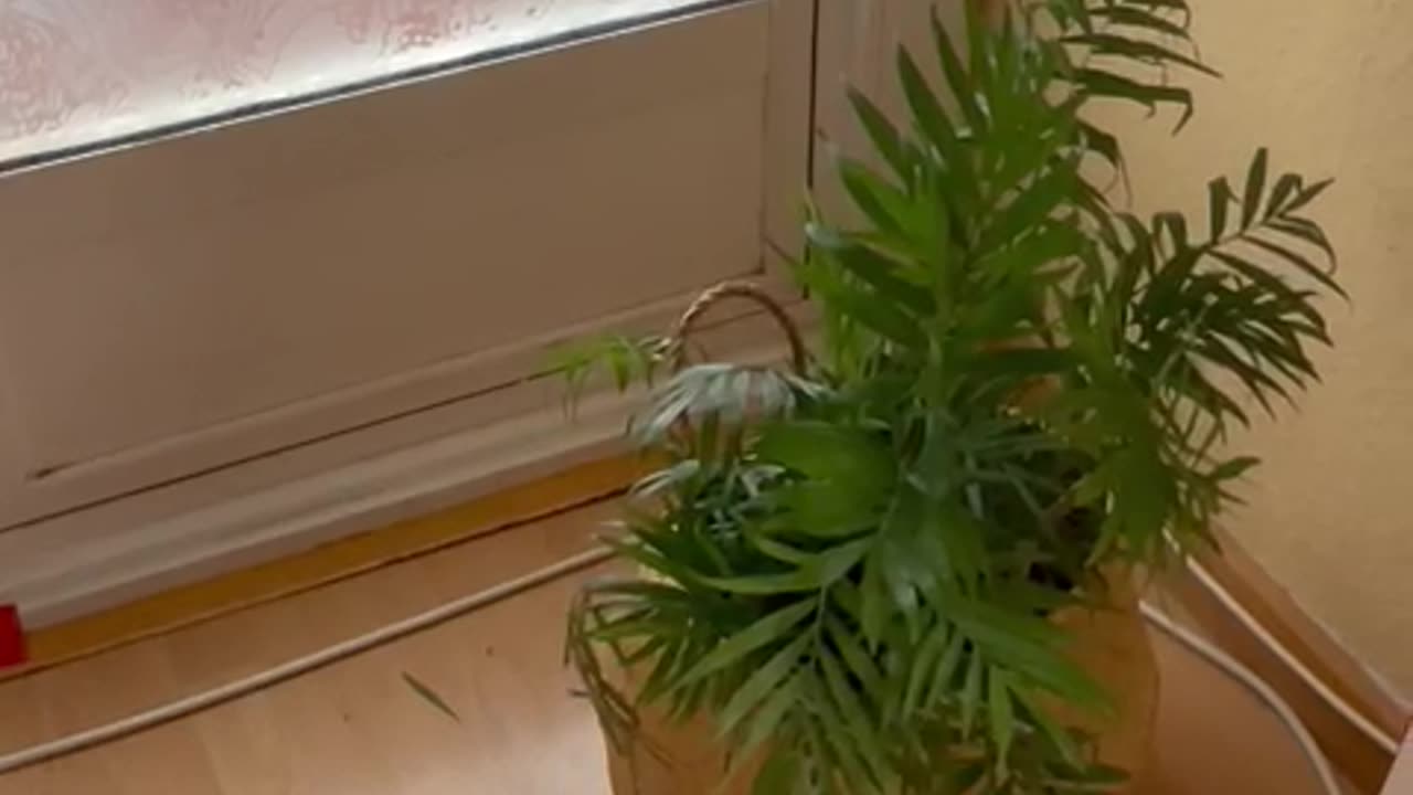 Kitten Explores The Native House Flora