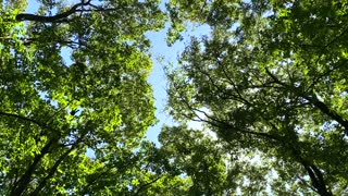 Tranquil Forest Scenery, autumn forest sound