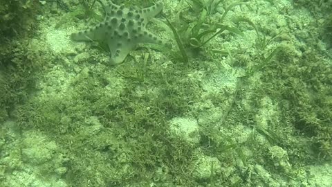 Snorkeling Above a Bed of Starfish 🌊⭐