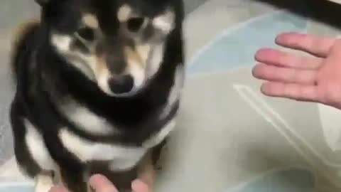 The owner does magic for the puppy