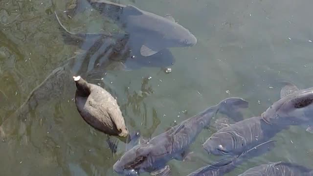 Carp and birds playing in the park