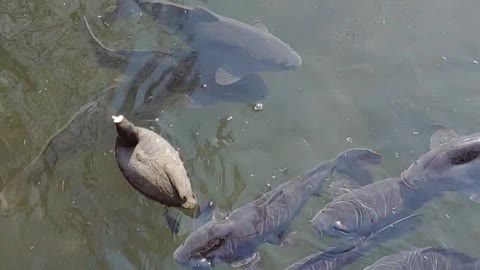 Carp and birds playing in the park