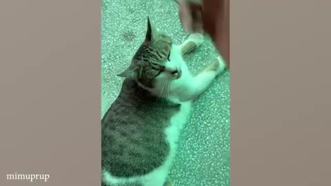 funny cats