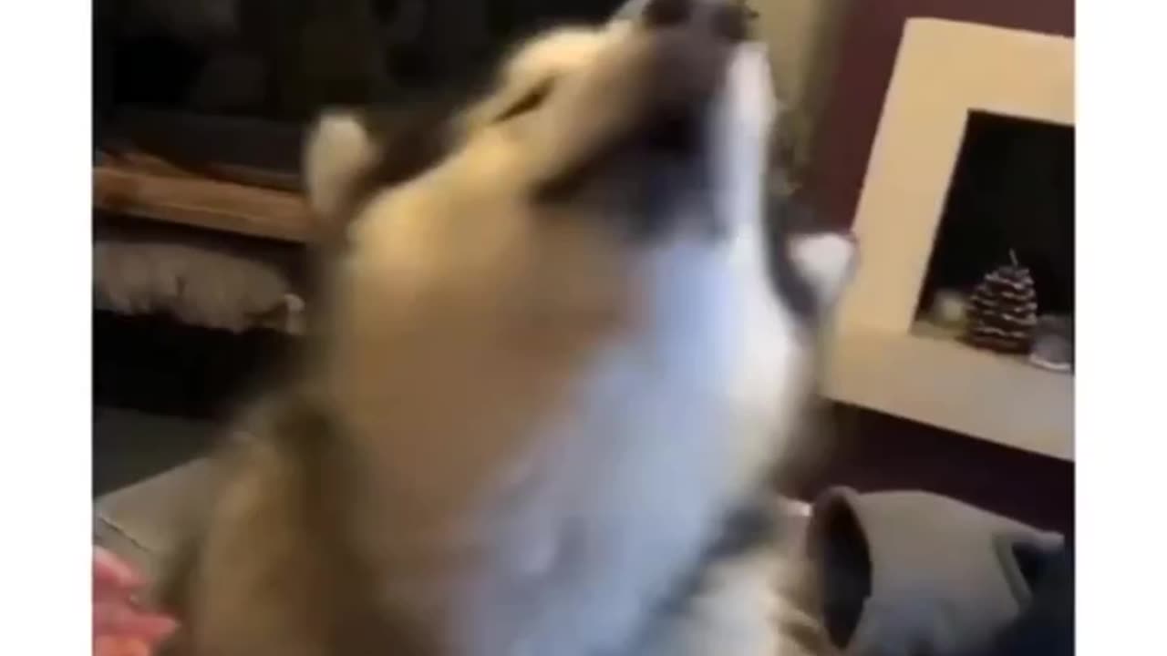 Dog Barks The Most Literal "Woof" I've Ever Heard!