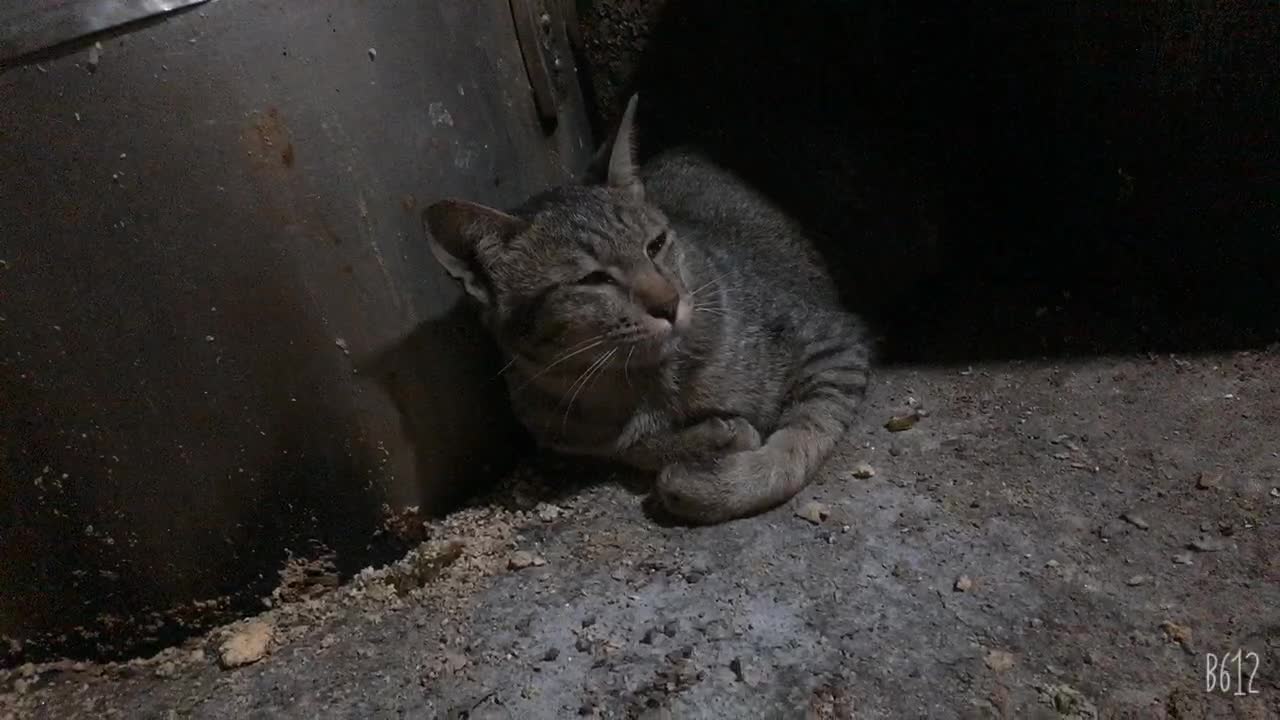 stroking feral cats into the house to avoid cold