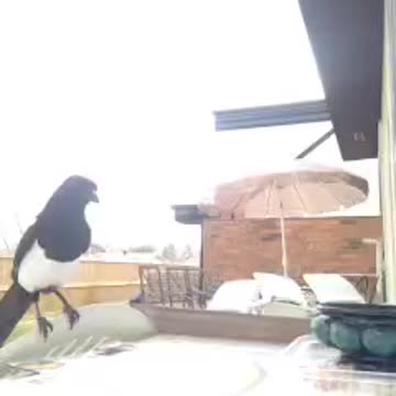 I have long long tail