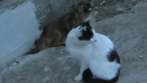 prietenii de o viata