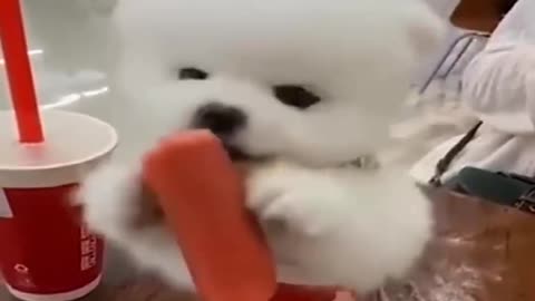When Cute Dogs Are Hungry