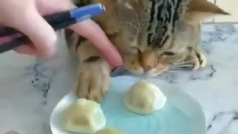 funny cat videos😍😂