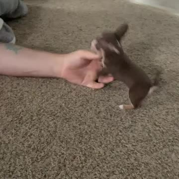 Vicious Puppy Attacks Owner