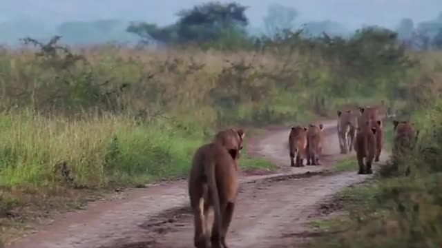 Lions walking in the Park