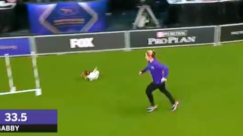 Best of the 2023 wkc agility masters championship