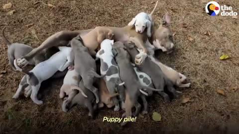 Couple has no idea their foster dog is PREGNANT with tons of "puppies"