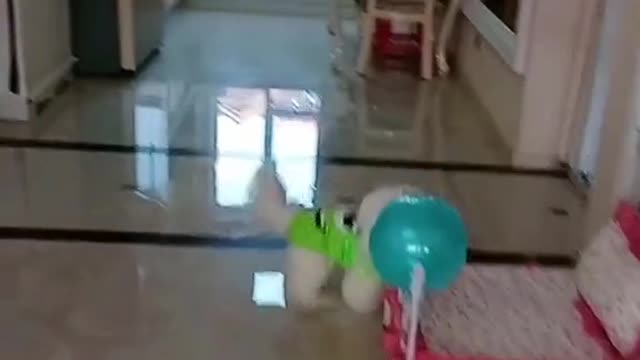 the dog played with a balloon