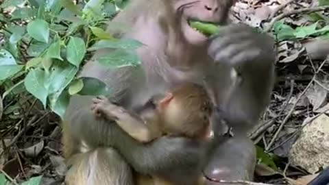 Cute Monkey China & Funny Love monkey| Animals Love