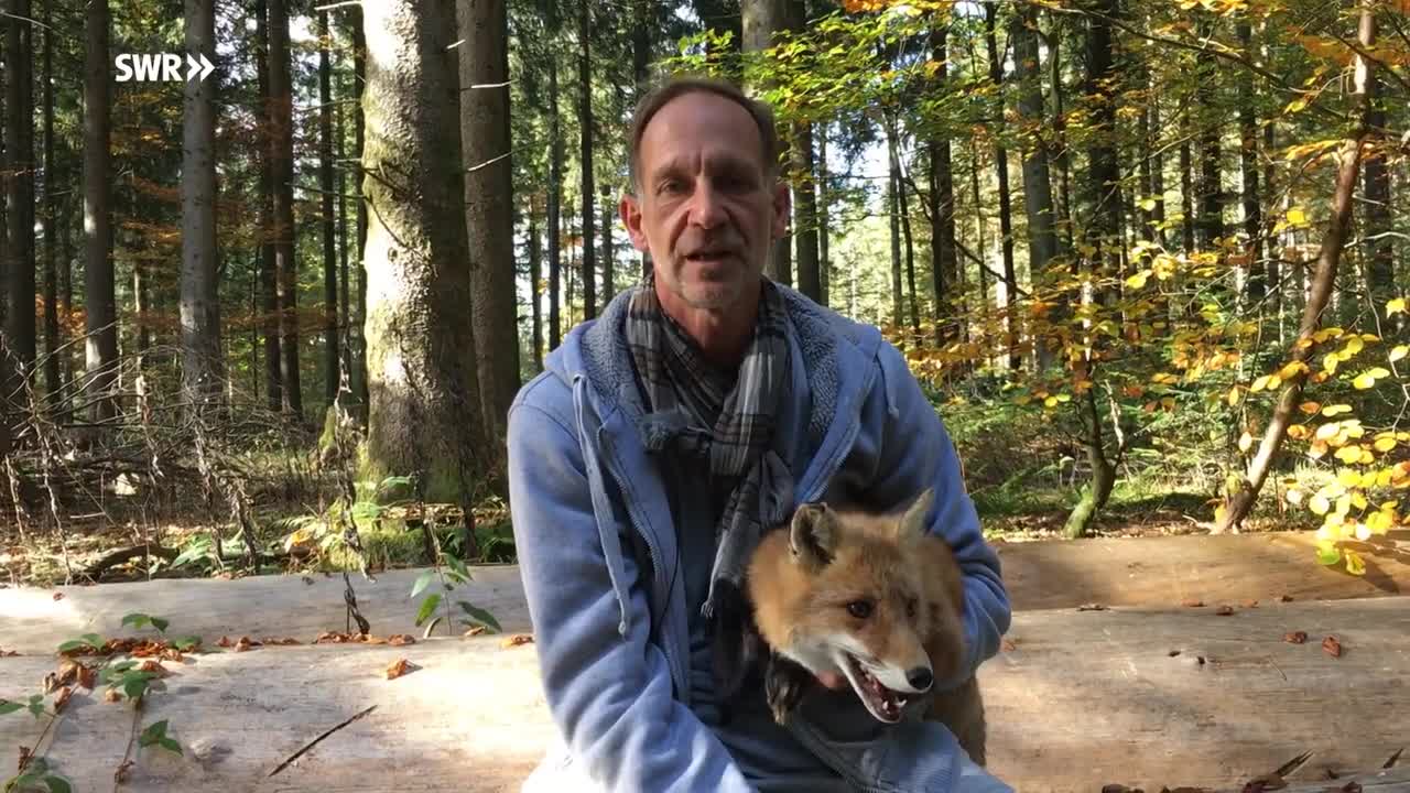 Ein Fuchs als Haustier Tiere bis unters Dach SWR Kindernetz