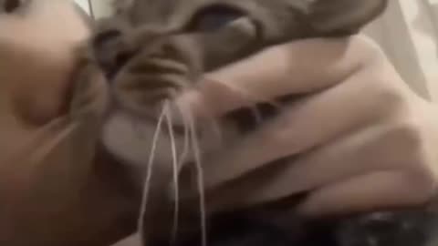 crazy cat