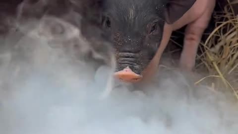 The reaction of pigs after waking up