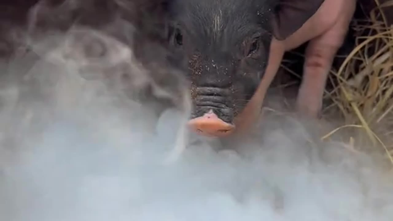 The reaction of pigs after waking up