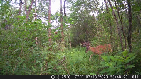 July Bucks