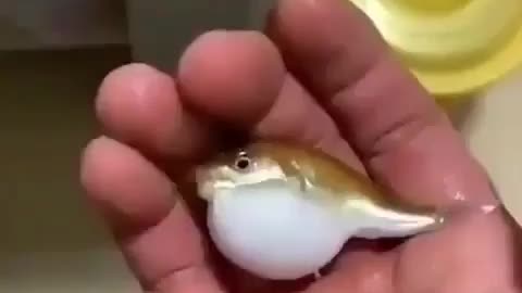 This is a beautiful and charming water-dwelling species