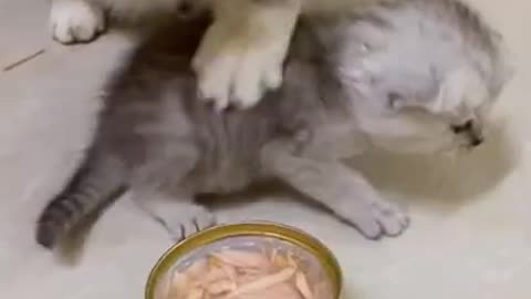 Cute baby cat with mom
