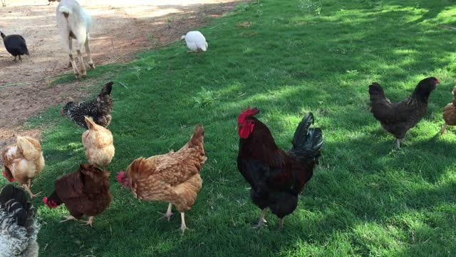 Cock People Happy Chicken Free Border Bird Animals